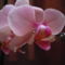 phalaenopsis