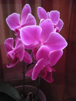 phalaenopsis