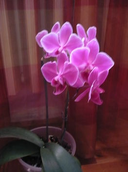 phalaenopsis