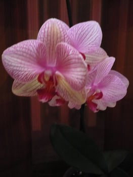 phalaenopsis