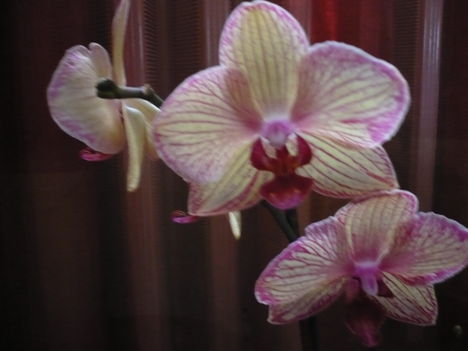 phalaenopsis