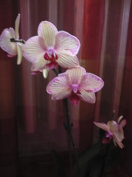 phalaenopsis