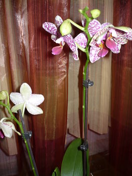 phalaenopsis