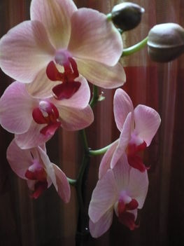 phalenopsis