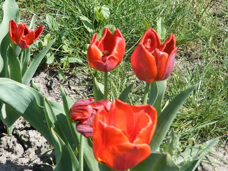 tulipánok