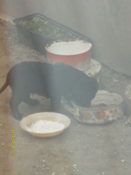 LABRADOR (örző védö lezs) 1