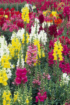 antirrhinum_majus