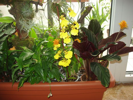 oncidium