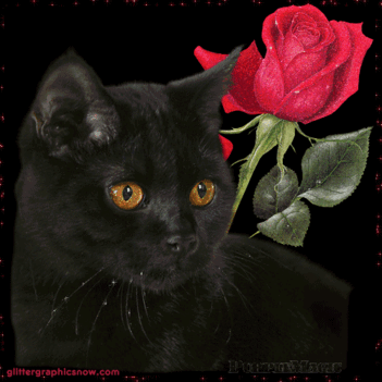 fekete cica rózsával
