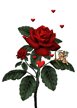 szerelem rózsa