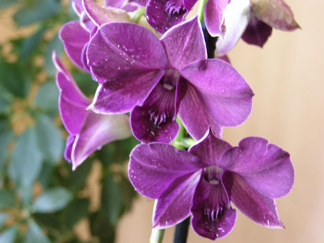 dendrabium_orchidea