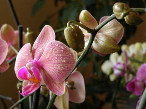 lepke_orchidea_