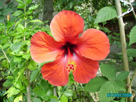 hibiszkusz