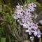 orhideák,kaktuszok,bromeliák 13