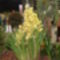 orhideák,kaktuszok,bromeliák 15