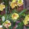 orhideák,kaktuszok,bromeliák 23