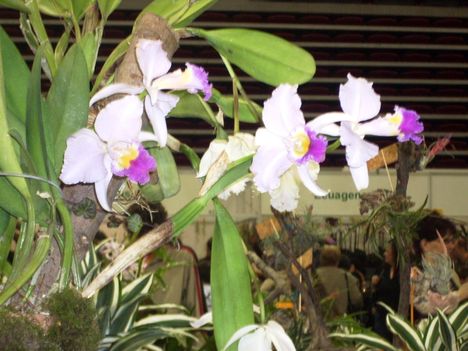 orhideák,kaktuszok,bromeliák 24