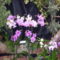 orhideák,kaktuszok,bromeliák 25