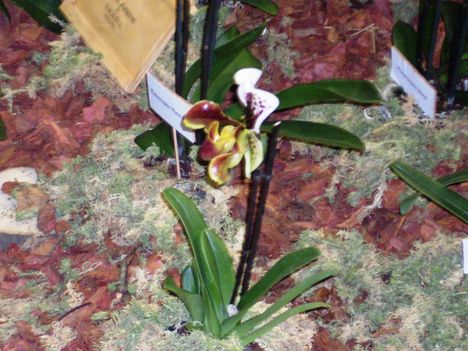 orhideák,kaktuszok,bromeliák 26