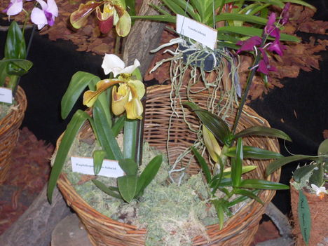 orhideák,kaktuszok,bromeliák 27