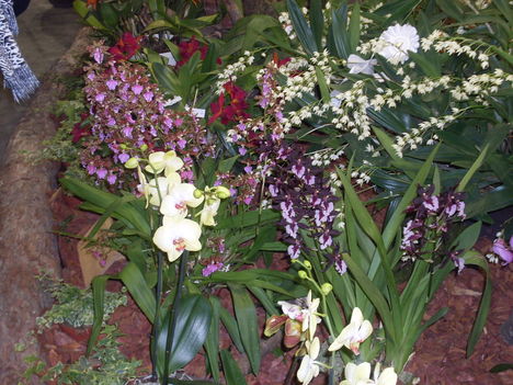 orhideák,kaktuszok,bromeliák 29