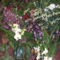 orhideák,kaktuszok,bromeliák 29