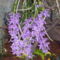 orhideák,kaktuszok,bromeliák 31