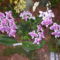 orhideák,kaktuszok,bromeliák 32