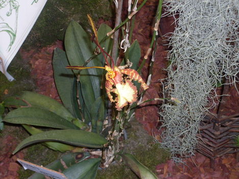 orhideák,kaktuszok,bromeliák 33