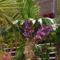 orhideák,kaktuszok,bromeliák 43