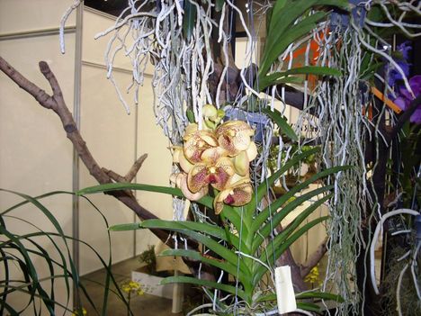 orhideák,kaktuszok,bromeliák 47
