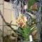 orhideák,kaktuszok,bromeliák 47