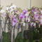 orhideák,kaktuszok,bromeliák 4