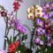 orhideák,kaktuszok,bromeliák 55