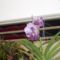 orhideák,kaktuszok,bromeliák 56