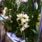 orhideák,kaktuszok,bromeliák 57