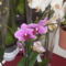 orhideák,kaktuszok,bromeliák 5
