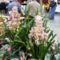 orhideák,kaktuszok,bromeliák 60