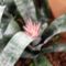 orhideák,kaktuszok,bromeliák 61