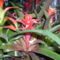 orhideák,kaktuszok,bromeliák 6