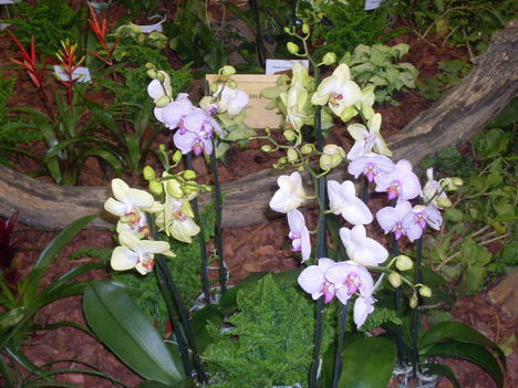 orhideák,kaktuszok,bromeliák 7