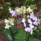 orhideák,kaktuszok,bromeliák 7