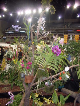 orhideák,kaktuszok,bromeliák 9