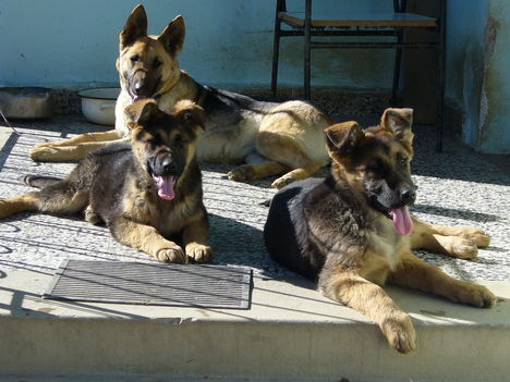 kutyók