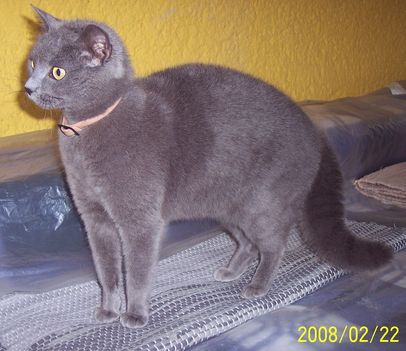 Lujza cica