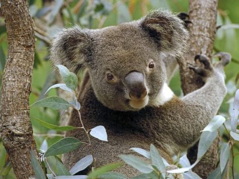 Koala-in-Eucalyptus-Tree-Australia