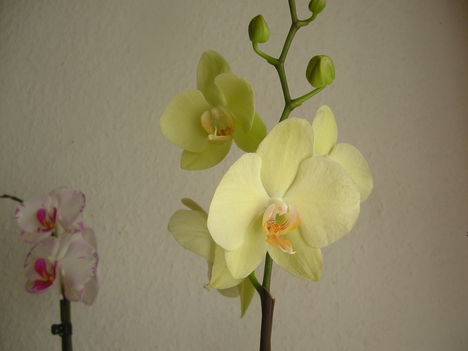orchideák 104