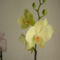 orchideák 104
