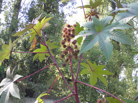 Ricinus fáim