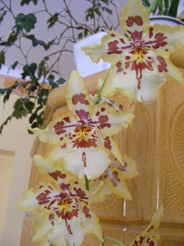 orchidea018